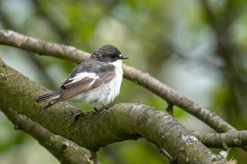 Male Pied Flycatcher (Ficedula hypoleuca) perching on a branch.
