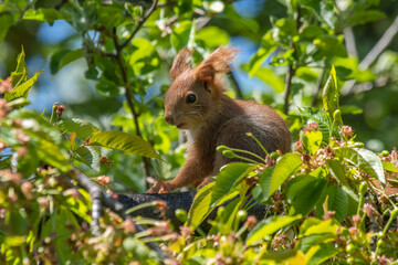 Naklejka na ściany i meble Young Red squirrel (Sciurus vulgaris) sitting on a blossoming cherry branch.