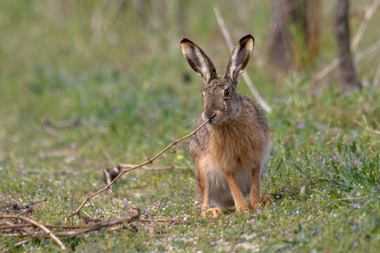 European brown hare (Lepus europaeus) in springtime, Europe.