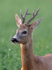 Roebuck - buck (Capreolus capreolus) Roe deer - Portrait