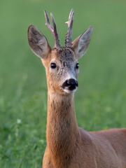 Naklejka na ściany i meble Roebuck - buck (Capreolus capreolus) Roe deer - Portrait