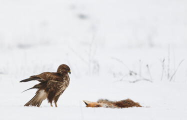 The common buzzard with a dead fox on the snow. - obrazy, fototapety, plakaty