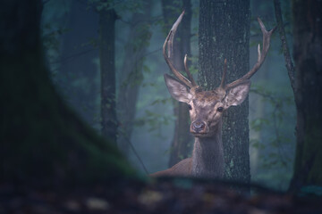 Red deer (Cervus elaphus) stag silhouette in the mist.