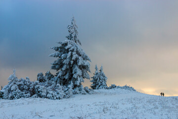 Hikers walking under tall snowy tree in cloudy winter weather.