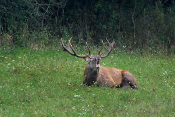 Red deer (Cervus elaphus) rutting season . Deer stag, majestic powerful animal outside the wood, big animal in forest habitat. Wildlife scene, nature. Autumn animal behavior.
