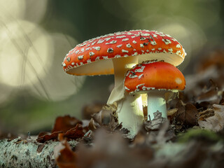 Amazing Amanita muscaria in forest - poisonous toadstool