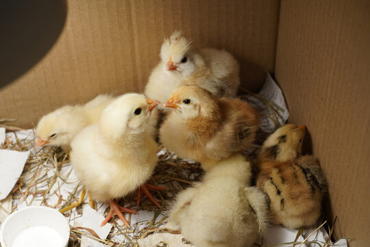 Little beautiful chickens sit in a cardboard box under a bright light.