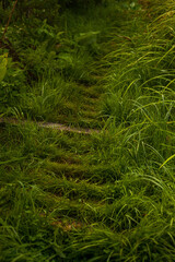Vertical photo of a trodden path on green grass in a forest in nature