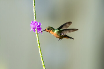 Second smallest bird in the world, the Tufted Coquette feeding on a purple Vervain flower in rich lighting.