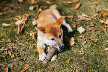 Happy puppy Shiba Inu playing with stick in the autumn park.