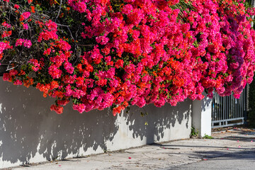 Vibrant pink vivid red bougainvillea flowers in Florida Keys, Key West, town sidewalk with...