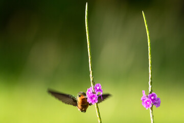 Minimal photo of the second smallest bird in the world, the Tufted Coquette feeding on a purple Vervain flower in rich lighting.