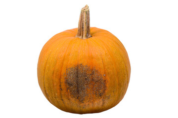 large ripe pumpkin of orange color with a brown spot on a cut-out background view two
