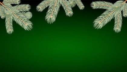 Christmas background with branches of a silvery spruce on a green background with copy space