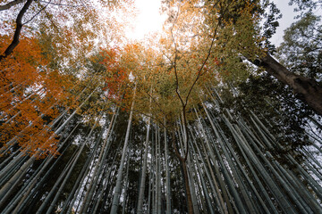 Beautiful bamboo forest in Kyoto Japan autumn