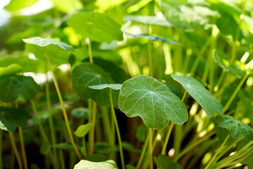 Fototapeta na wymiar Fresh nasturtium or Tropaeolum majus plant growing outside. Herbal medicine.