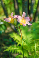 Two pink lilies on a sunny day