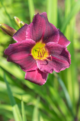 Dark cherry lily in greenery