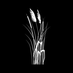 Black silhouette of reeds, sedge,  cane, bulrush, or grass on a white background.Vector illustration.
