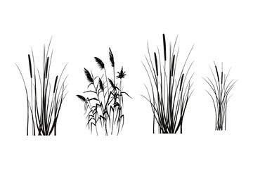 Black silhouette of reeds, sedge,  cane, bulrush, or grass on a white background.Vector illustration. - obrazy, fototapety, plakaty
