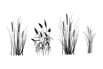 Foto op Canvas Black silhouette of reeds, sedge,  cane, bulrush, or grass on a white background.Vector illustration. © gala