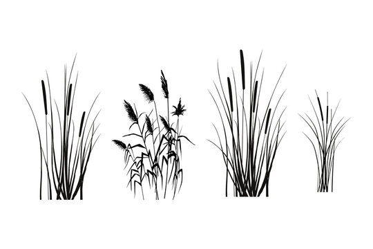 Black silhouette of reeds, sedge,  cane, bulrush, or grass on a white background.Vector illustration.
