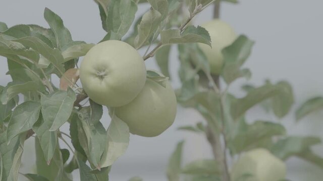 Apple tree with apples close-up in the garden or greenhouse. Apple tree with apples  in the garden or greenhouse. Apple plantation. The cultivation of apples. Panorama Apple orchard. Slow mo 100 fps