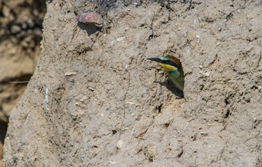Bee-eaters in Romania