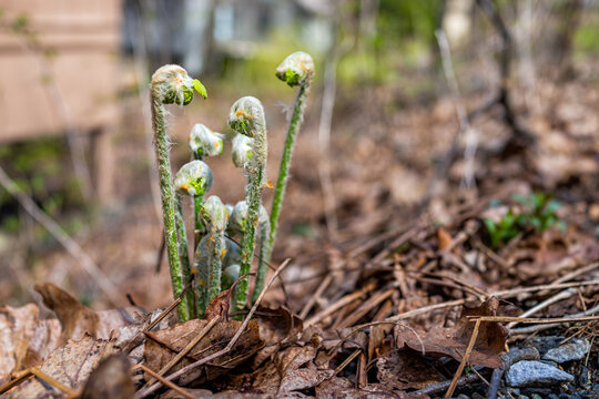 Ground level view of young emerging Northern Maidenhair fern spiral buds sprouts in spring at Wintergreen ski resort, Virginia emerging from dried brown autumn leaves