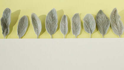 Fresh lamb's ear leaves neatly arranged in a row on a yellow and beige background. Trendy floral template. Flat lay. Copy space.