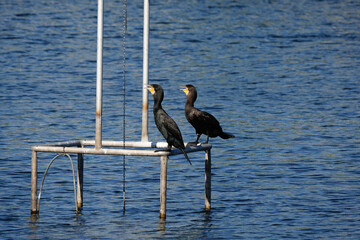 風景を眺める二羽の鵜