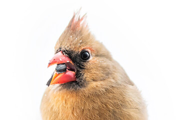 Closeup of female northern red cardinal Cardinalis bird isolated white background eating sunflower...