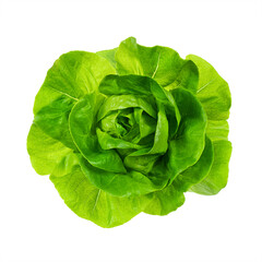 Top view of fresh Butterhead lettuce or Bibb, Boston, Arctic King salad. Green leaves head of plant, hydroponic vegetable isolated on white background. - obrazy, fototapety, plakaty