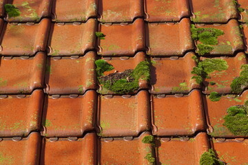 Dutch roof with old, red glazed roof tiles, tuiles du nord in the sun overgrown with moss. Autumn, November, Netherlands.