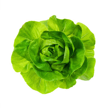 Top view of fresh Butterhead lettuce or Bibb, Boston, Arctic King salad. Green leaves head of plant, hydroponic vegetable isolated on white background.