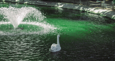 swans on the lake with fountain