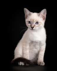 Fototapeta na wymiar Beautiful thai tabby kitten on a black background