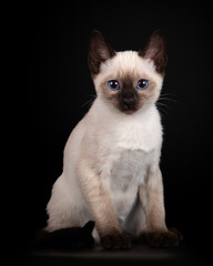 Beautiful thai kitten on a black background