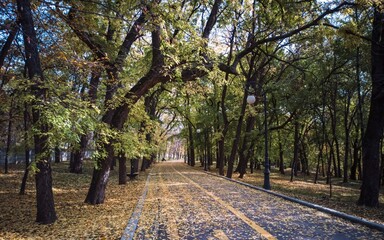 Naklejka premium alley in the park
