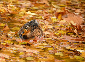 a duck swims in a lake covered with autumn leaves