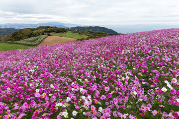 Pink daisy flower field in Awaiji Japan