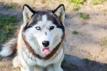 portrait of a beautiful husky dog with blue and brown eyes. High quality photo