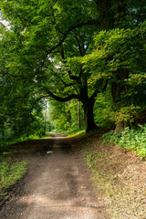 Fototapeta premium Summer walk under the tree canopy
