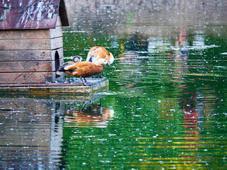 A beautiful bird house is floating on among the city pond in the Park. On the house sitting...