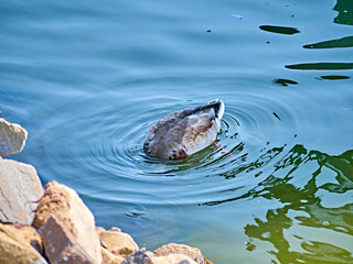 Mallard Duck diving in water for food. general plan