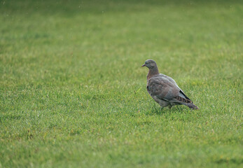pigeon on grass
