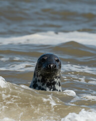 Fototapeta premium seal in sea