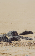 rocks on sandy beach