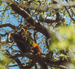 red panda in tree