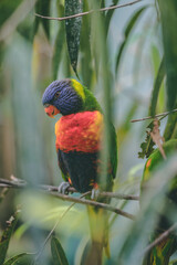 rainbow lorikeet in the tree